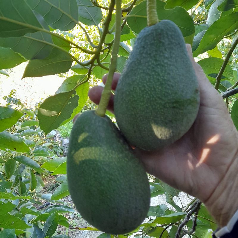 Imagen relacionada a fruto de Aguacate Fuerte